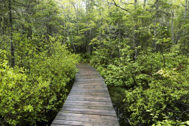 Orman, New Brunswick, Kanada doğru lider tahta