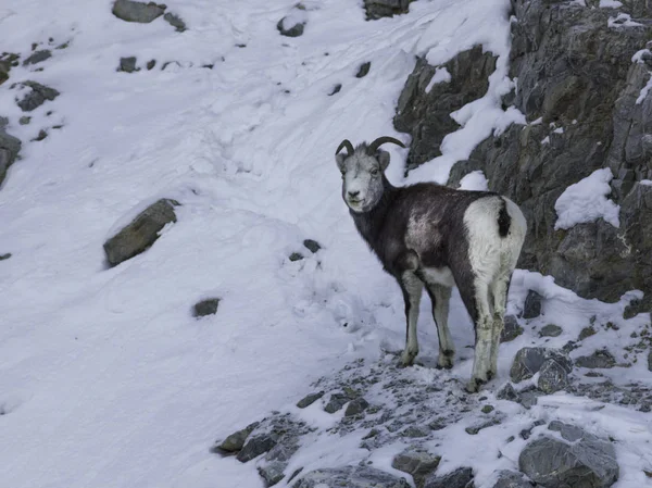 Argali Juh Ovis Ammon Juh Állva Rock Alaszkai Autópályát Északi — Stock Fotó