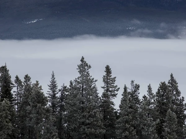 Niski Kąt Widzenia Treetops Autostrady Yellowhead Autostrady Jasper Park Narodowy — Zdjęcie stockowe