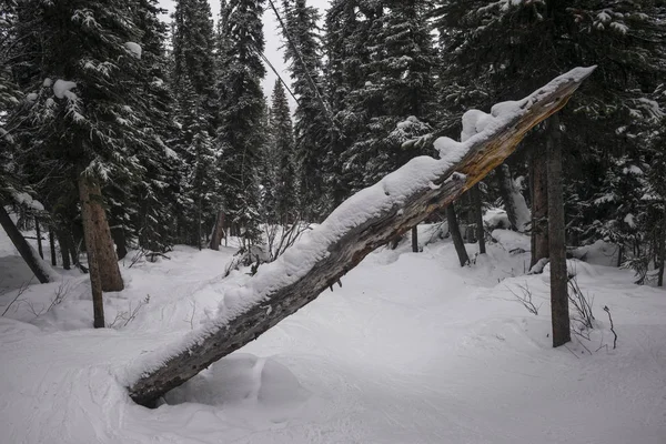 Tronc Arbre Tombé Dans Forêt Enneigée Canada — Photo