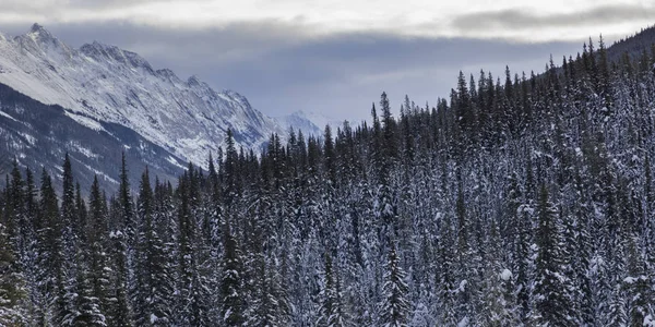 Snow Covered Trees Mountain Background Maligne Lake Highway Yellowhead Highway — Stock Photo, Image