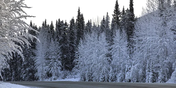 Snow covered trees along a road, Alaska Highway, Northern Rockies Regional Municipality, British Columbia, Canada
