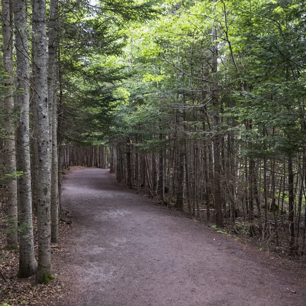 Árboles Largo Carretera Bosque Hopewell Rocks Bahía Fundy Nuevo Brunswick — Foto de Stock