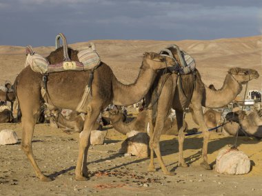Deve bir çölde, Judean Desert, Dead Sea Region, İsrail