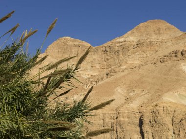 Plants growing on rock, En Gedi Nature Reserve, Judean Desert, Dead Sea Region, Israel clipart