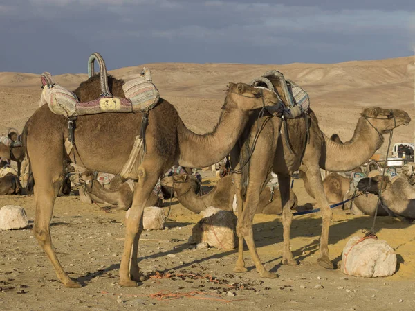 Camelos Deserto Deserto Judeia Região Mar Morto Israel — Fotografia de Stock