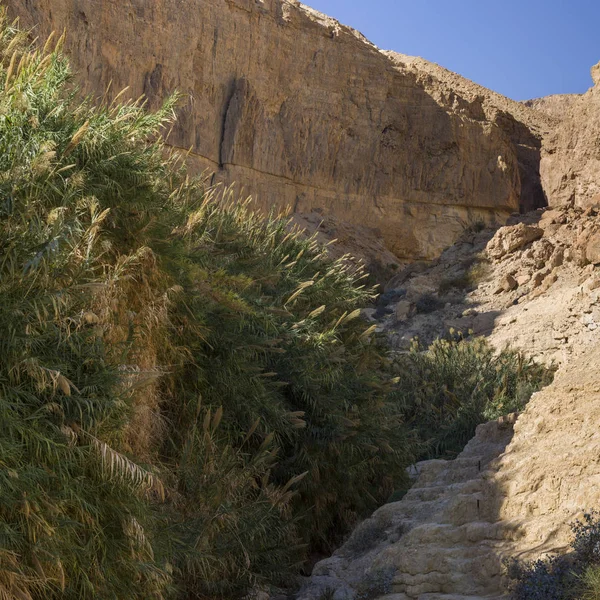 Plantas Que Crecen Roca Reserva Natural Gedi Desierto Judea Región — Foto de Stock