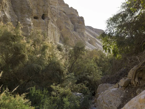 Φυτά Που Αναπτύσσονται Βράχο Gedi Φύση Αποθεματικό Ιουδαϊκή Έρημο Νεκρά — Φωτογραφία Αρχείου