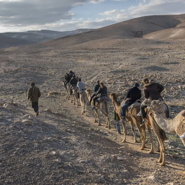 Turistas Montando Camellos Desierto Desierto Judea Región Del Mar Muerto — Foto de Stock