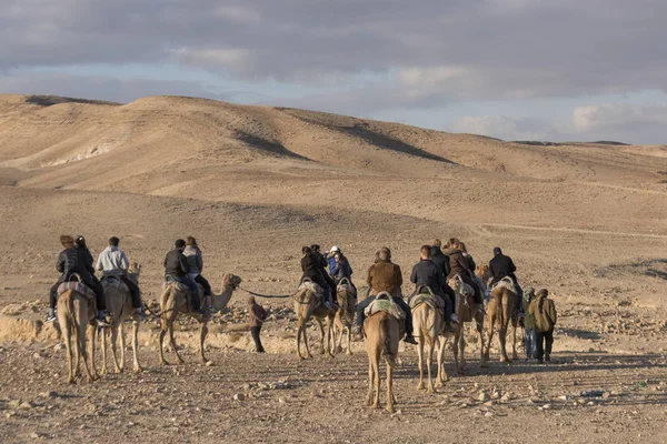 Turistas Montando Camellos Desierto Desierto Judea Región Del Mar Muerto — Foto de Stock