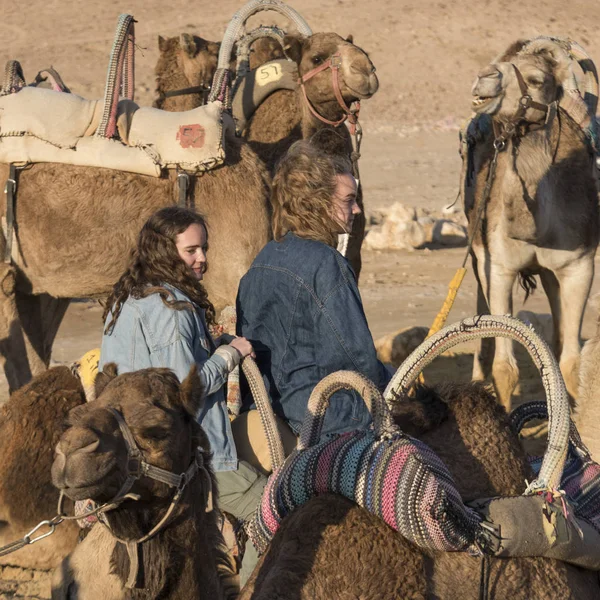 Gente Montando Camello Desierto Desierto Judea Región Del Mar Muerto — Foto de Stock