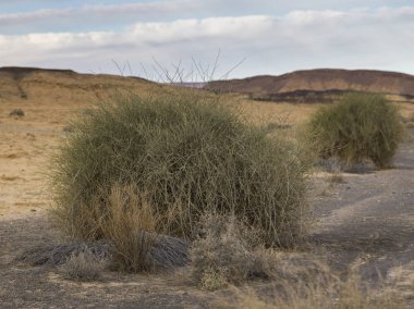 Çalılıkların içinde çöl, Makhtesh Ramon, Negev Çölü, İsrail