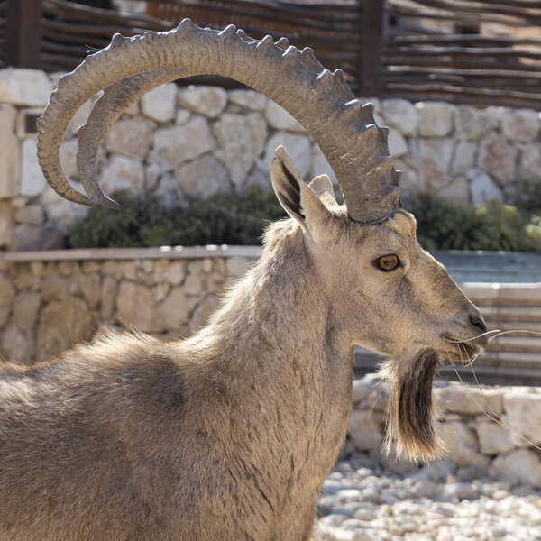 Close-up of Nubian Ibex (Capra nubiana) in desert, Makhtesh Ramon, Negev Desert, Israel