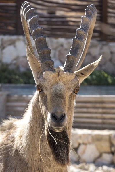 Primer Plano Nubian Ibex Capra Nubiana Desierto Makhtesh Ramon Desierto — Foto de Stock