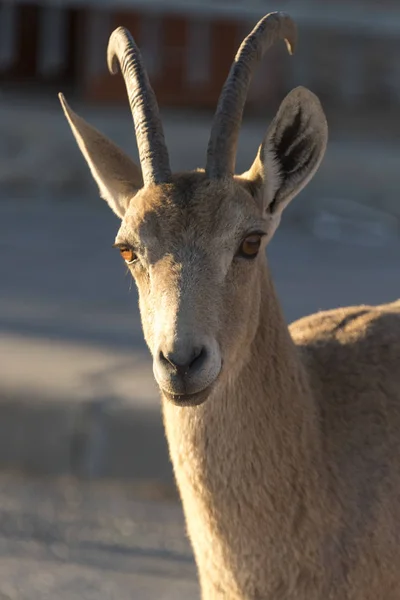 Primer Plano Nubian Ibex Capra Nubiana Desierto Makhtesh Ramon Desierto — Foto de Stock