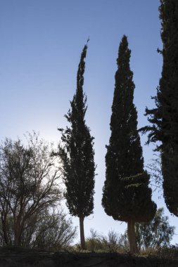 Ben Gurion mezar yerinde ağaçlar Ben Gurion Memorial, Sde Boker, İsrail