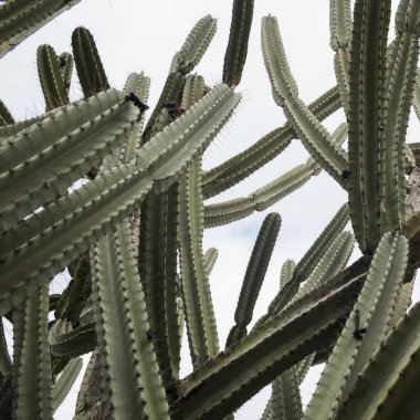 Kaktüs bitkileri, Vered Hagalil, Galilee, İsrail in düşük açılı görünüş