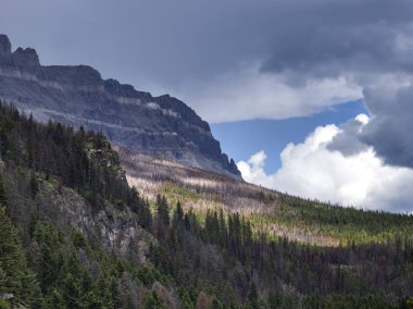 Yatay, dağ silsilesi arka plan, güneşin için gidiş Road, buzul Milli Parkı, buzul County, Montana, ABD'deki ağaçta