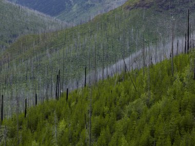 Yamaç dağ, güneşin için gidiş Road, buzul Milli Parkı, buzul County, Montana, ABD, ağaçlar