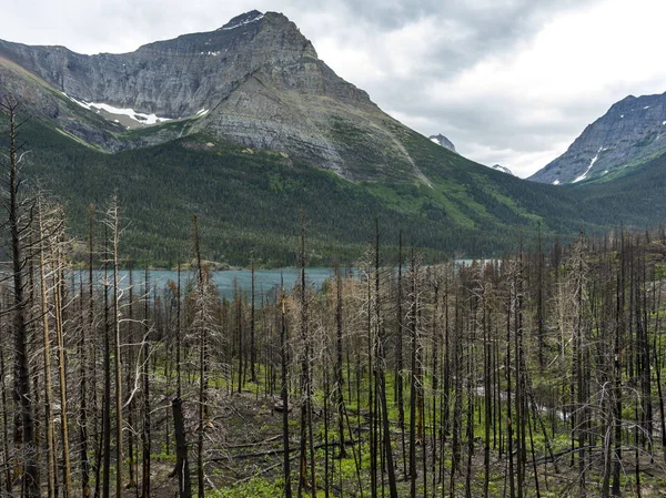 Árboles Orillas Del Lago Con Cordillera Fondo Lago Saint Mary — Foto de Stock