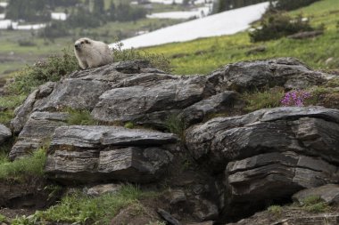Badger on rock, Continental Divide Trail, Hidden Lake Nature Trail, Logan Pass, Glacier National Park, Glacier County, Montana, USA clipart