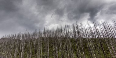 Low angle view of burnt trees against cloudy sky, West Glacier, Going-to-the-Sun Road, Glacier National Park, Glacier County, Montana, USA clipart