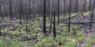 Çiçekler ve ağaçlar bir orman, buzul Milli Parkı, buzul County, Montana, ABD