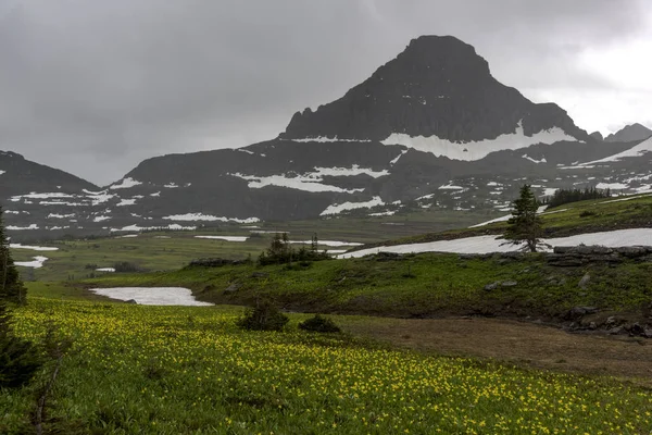 Flores Silvestres Campo Con Montaña Fondo Contra Cielo Nublado Logan — Foto de Stock