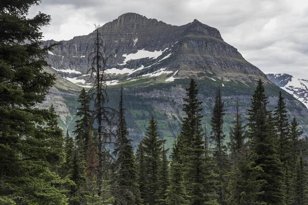 Αειθαλή Δέντρα Οροσειρά Στο Παρασκήνιο Κυρ Road Παγετώνας Εθνικό Πάρκο — Φωτογραφία Αρχείου