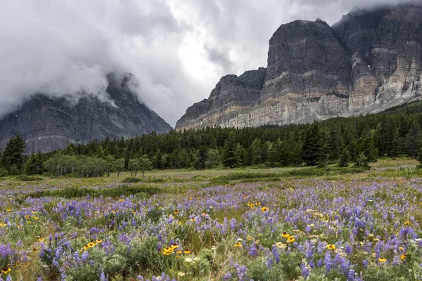 Flores Silvestres Campo Con Cordillera Fondo Glaciar Muchos Parque Nacional — Foto de Stock