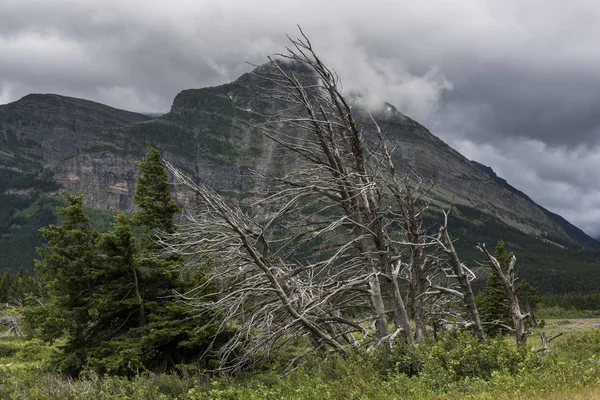 Νεκρό Δέντρο Οροσειρά Στο Παρασκήνιο Πολλά Παγετώνα Παγετώνας Εθνικό Πάρκο — Φωτογραφία Αρχείου