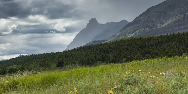 Αγριολούλουδα Ένα Πεδίο Οροσειρά Στο Παρασκήνιο Κυρ Road Παγετώνας Εθνικό — Φωτογραφία Αρχείου