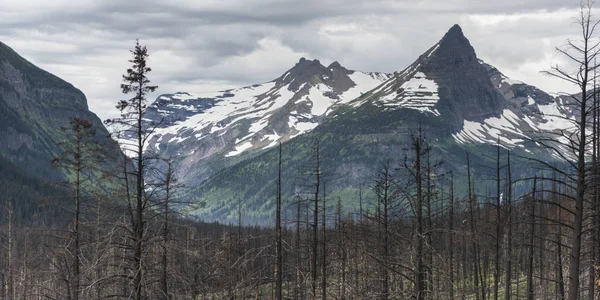 Árvores Queimadas Com Montanhas Cobertas Neve Fundo Glacier National Park — Fotografia de Stock