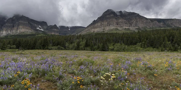 Flores Silvestres Campo Con Cordillera Fondo Glaciar Muchos Parque Nacional — Foto de Stock