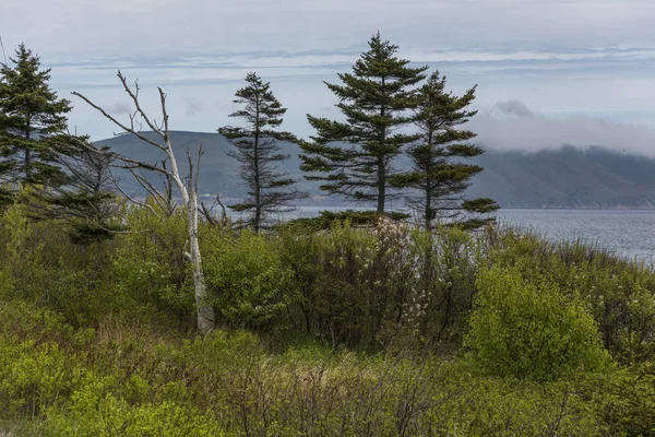 Trees along coast, Dingwall, Cabot Trail, Cape Breton Island, Nova Scotia, Canada