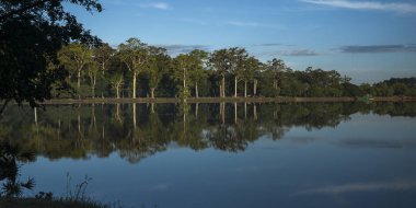 Yansıma ağaçlar ve bulutların üstünde su, Tonle Sap, Kamboçya