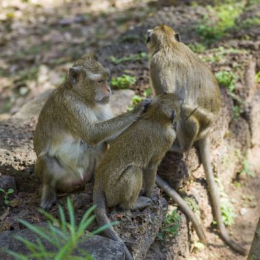 Taş duvara oturan maymunlar Krong Siem Reap, Siem Reap, Kamboçya