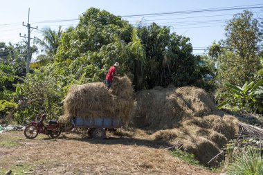 Hay römork, Damdek, Siem Reap, Kamboçya yükleme çiftçi