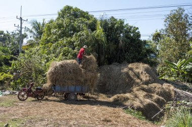 Farmer loading hay into trailer, Damdek, Siem Reap, Cambodia clipart