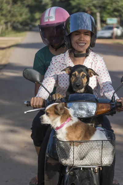 Boldog Kutyák Kismotor Lovaglás Preah Dak Siem Reap Kambodzsa — Stock Fotó