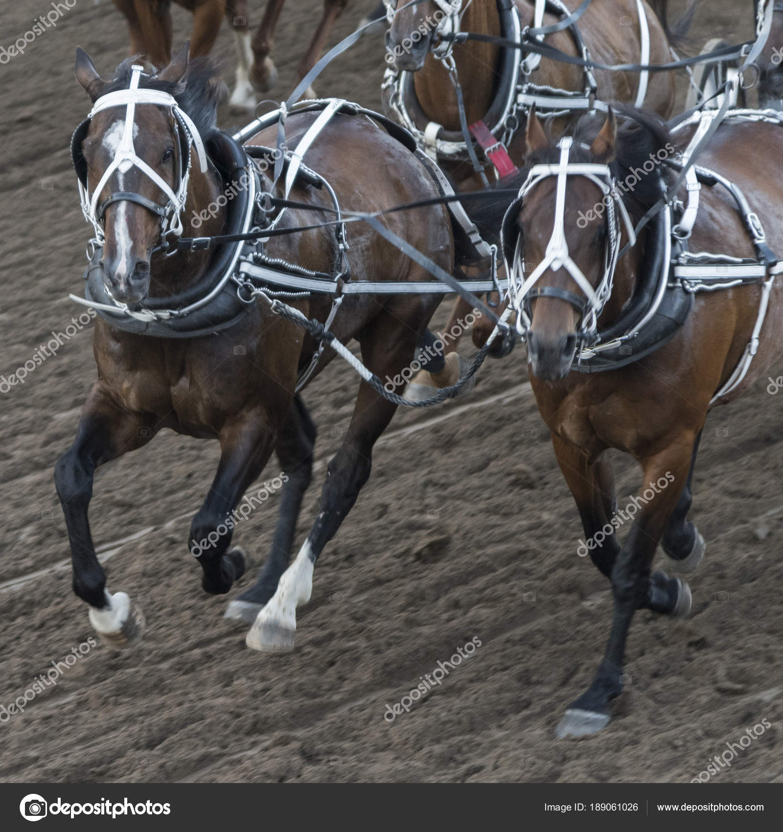 draft horses for sale alberta
