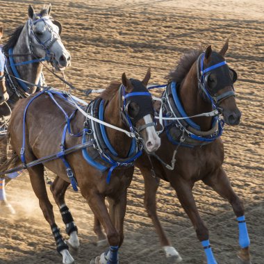 Yıllık Calgary arbededen, Calgary, Alberta, Kanada, 8 Temmuz 2016 yarış atları chuckwagon
