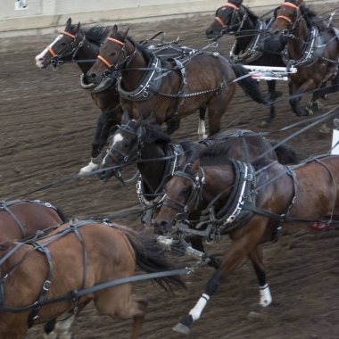 Yıllık Calgary izdiham, Calgary, Alberta, Kanada yarış atları chuckwagon