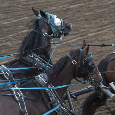 Yıllık Calgary izdiham, Calgary, Alberta, Kanada yarış atları chuckwagon