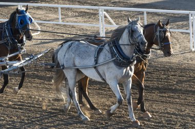 Yıllık Calgary izdiham, Calgary, Alberta, Kanada yarış Chuckwagon