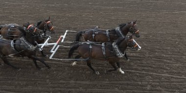 Yıllık Calgary izdiham, Calgary, Alberta, Kanada yarış Chuckwagon