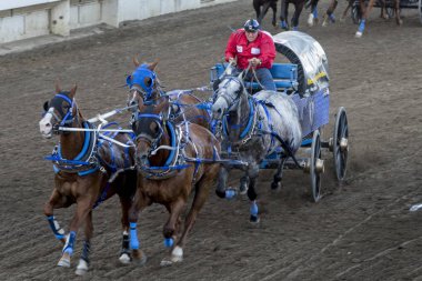 Yıllık Calgary izdiham, Calgary, Alberta, Kanada yarış Chuckwagon