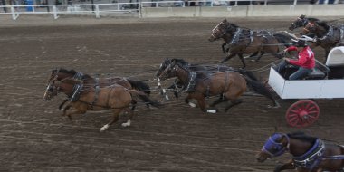 Yıllık Calgary izdiham, Calgary, Alberta, Kanada yarış Chuckwagon