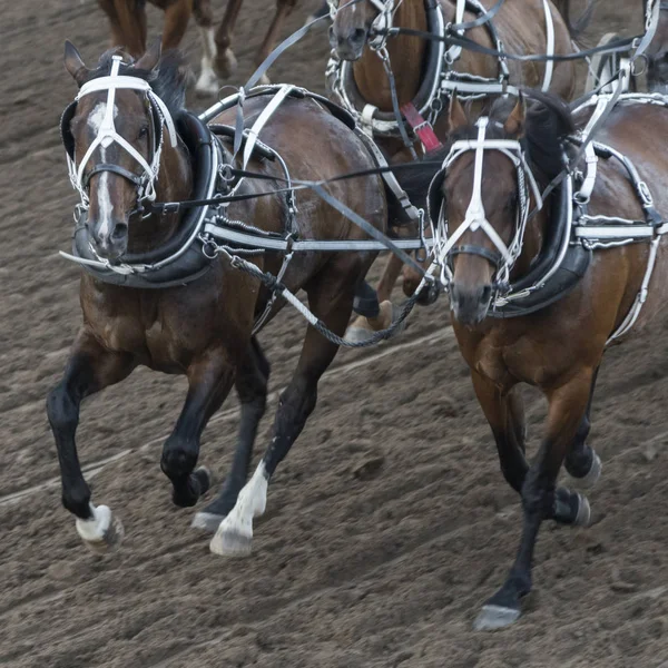 Hästar Chuckwagon Racing Den Årliga Calgary Stampede Calgary Alberta Kanada — Stockfoto