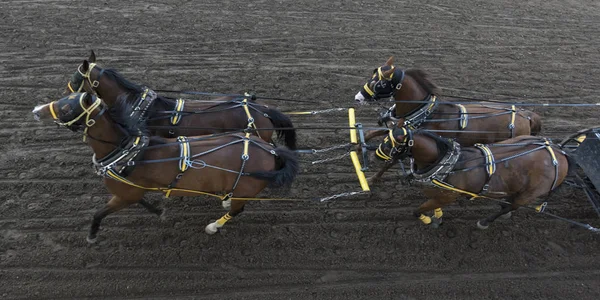 Chuckwagon Racing Den Årliga Calgary Stampede Calgary Alberta Kanada — Stockfoto